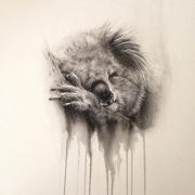 charcoal-watercolour-Koala image appearing to vanish into the background
