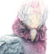 'watercolor Galah bird'